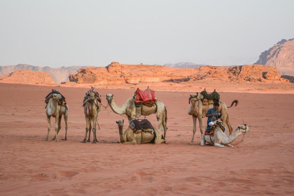 Desert Shine Camp Rum vádi Kültér fotó